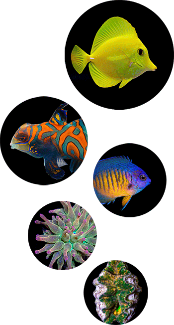 Marine Aquarium, Online Aquarium Store